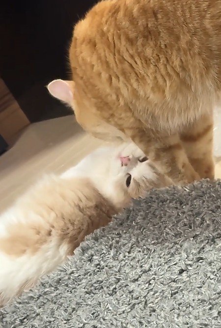 猫を毛づくろいする猫