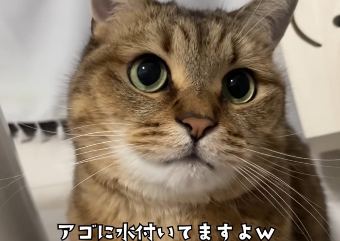 カメラ目線の猫（アゴに水ついてますよｗ）