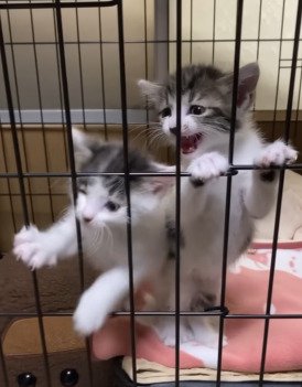 柵にしがみつく2匹の子猫