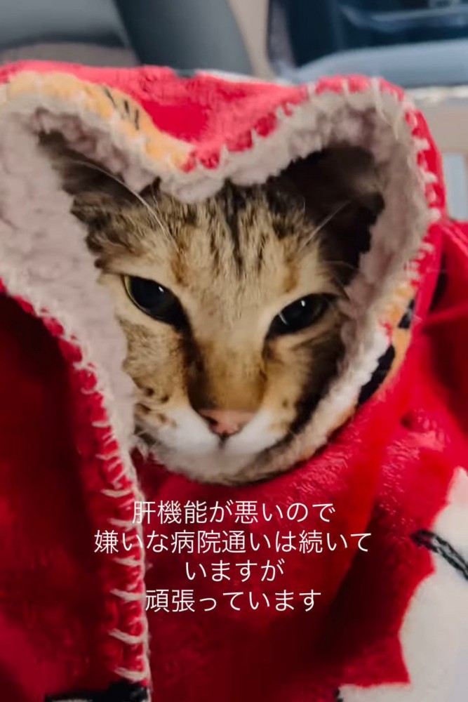 毛布をかぶる猫
