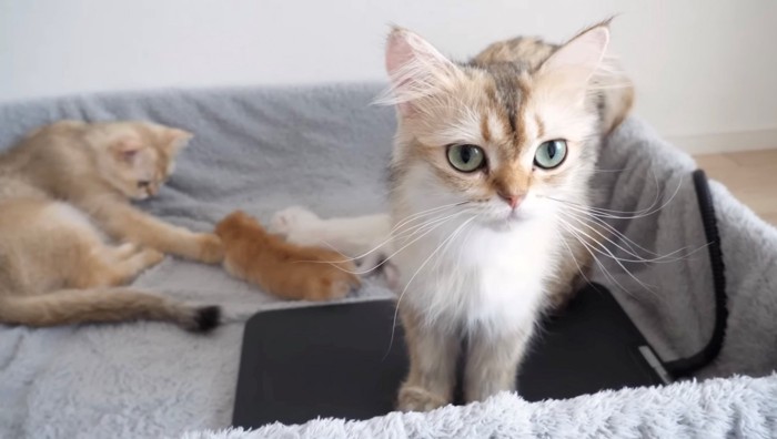 母猫がベッドから出ていく様子