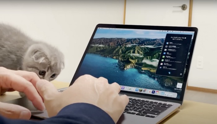 パソコンと子猫