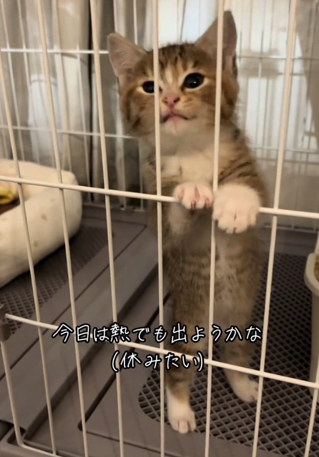 飼い主さんを見つめるにこりちゃん