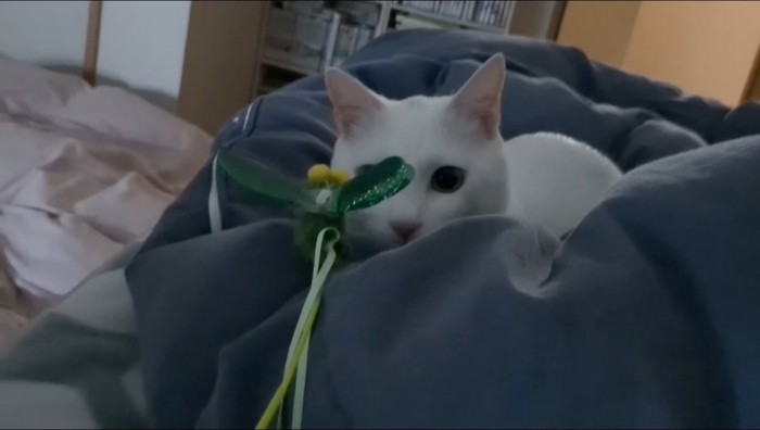 顔の前にある猫じゃらしを見つめる猫