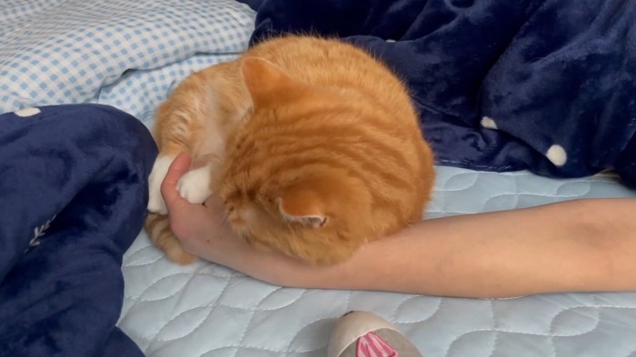 飼い主の腕に頭を乗せる猫