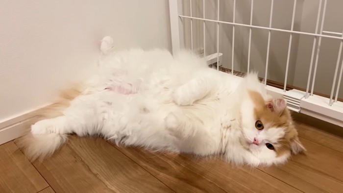 へそ天