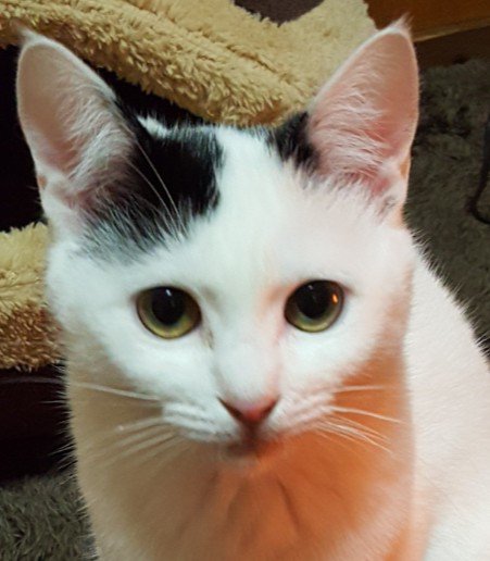 少し成長した顔の子猫