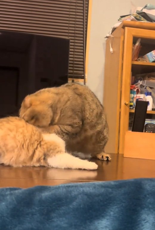 怒る猫