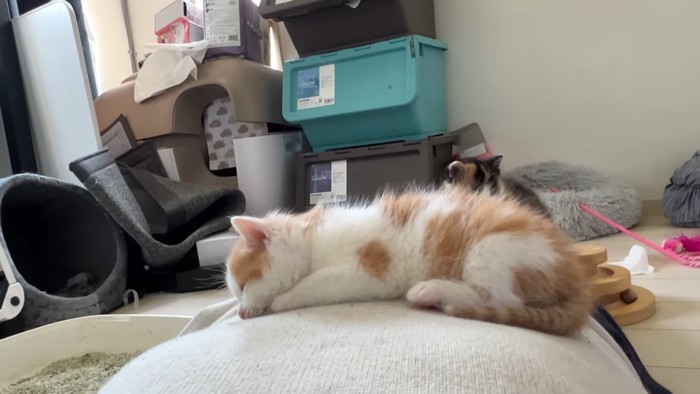 伏せの体勢でねんね