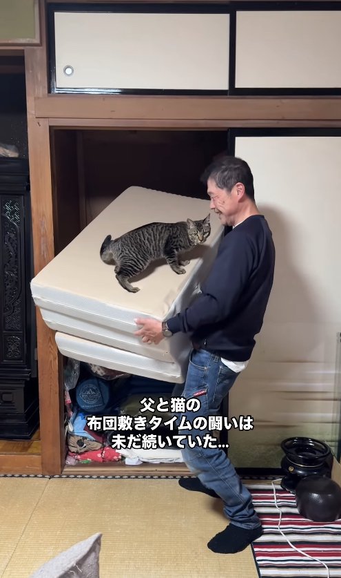 斜めにされたマットレスの上にいる猫