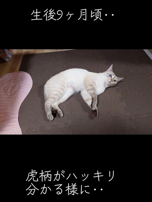 横になってカメラを見る猫