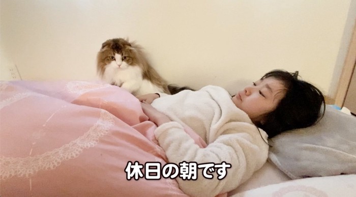 飼い主さんを起こす猫