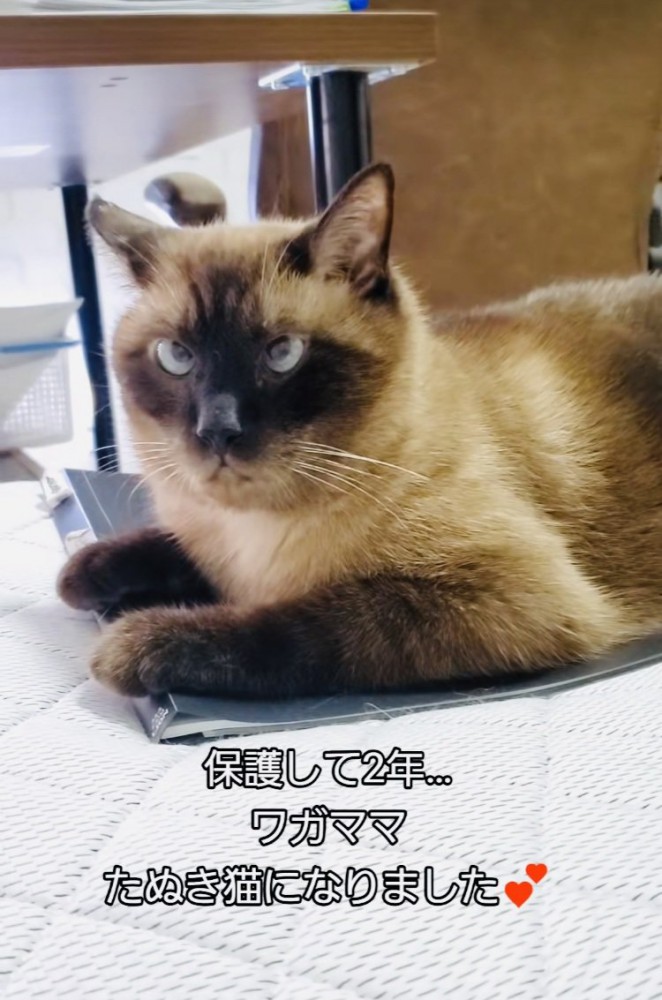 ファイルの上に乗るシャム猫