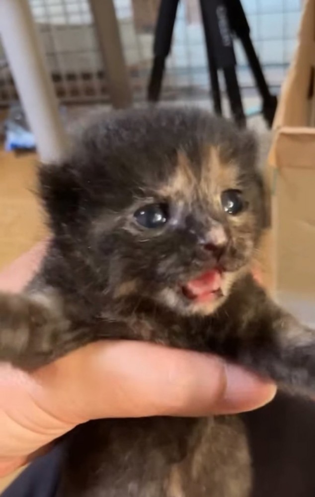 手の中で暴れる小梅ちゃん2