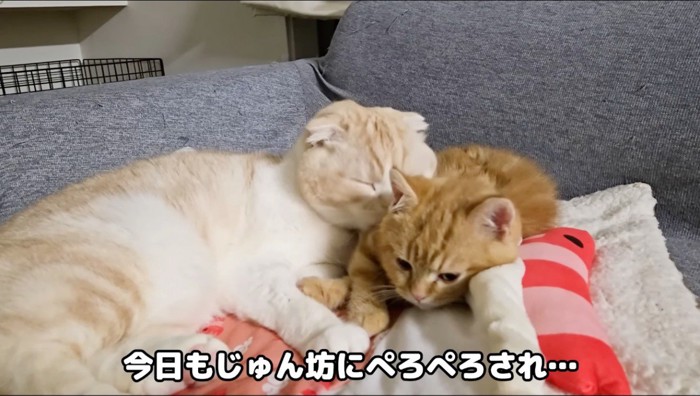 子猫を舐めるスコティッシュフォールド