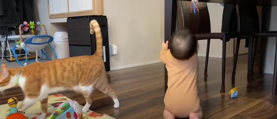 おもちゃを取ろうとする赤ちゃんと猫