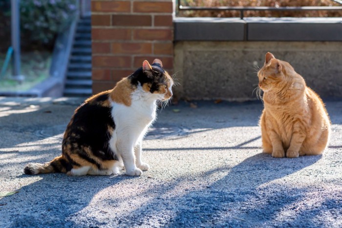 駆け引きしてそうな二匹の猫