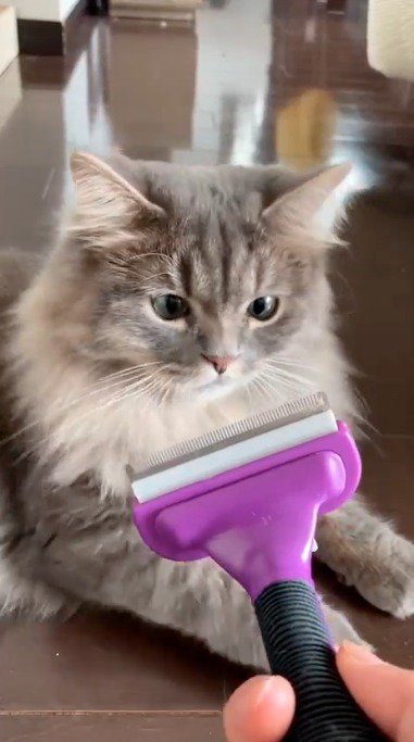 飼い主が持っているブラシを見つめる猫