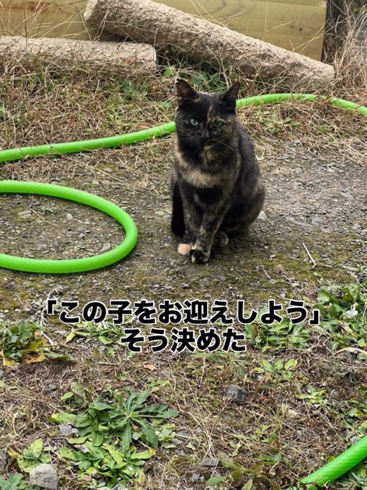 外で座る猫