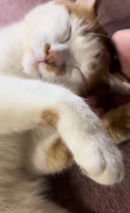 とろけちゃうねこちゃん