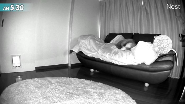 人の上で寝る猫