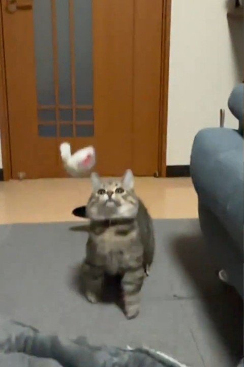 上を見る猫