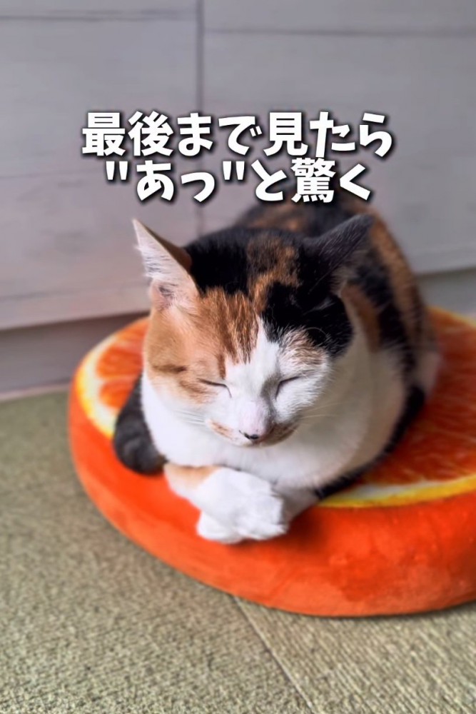ベッドの上で目を瞑る猫