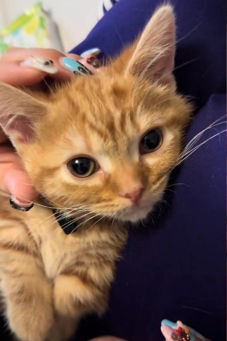 カメラ目線の子猫