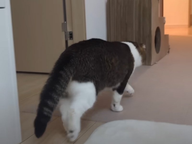 玄関に向かう猫