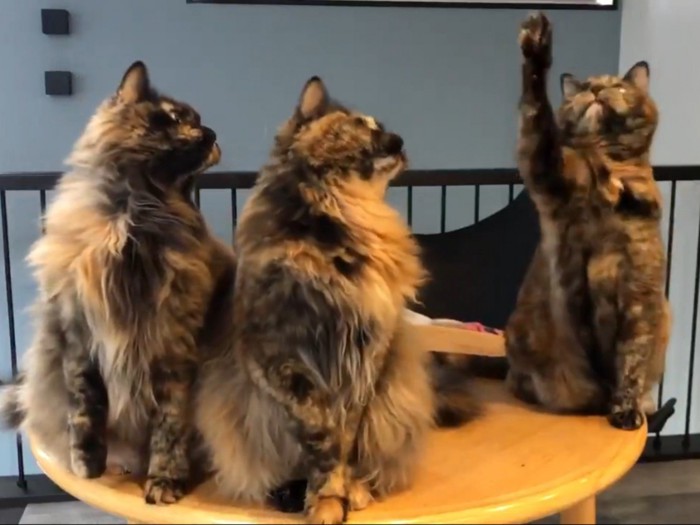 おもちゃに手を伸ばす短毛のサビ猫