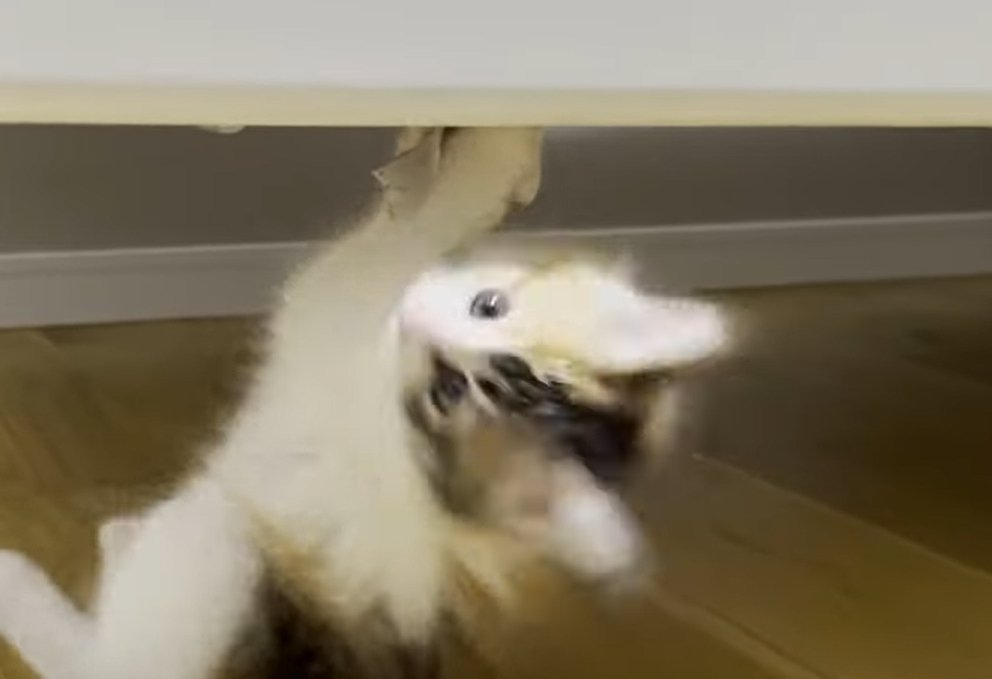 タグにぶら下がりながら手前側を向く猫
