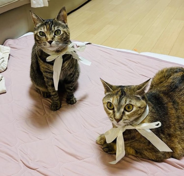 リボンを首に巻いておめかしした2匹の猫