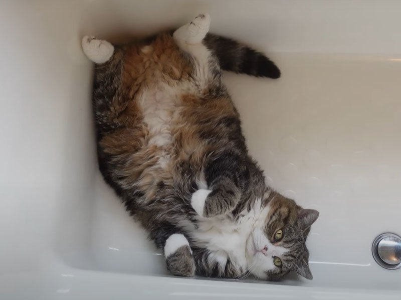 浴槽に寝そべる猫