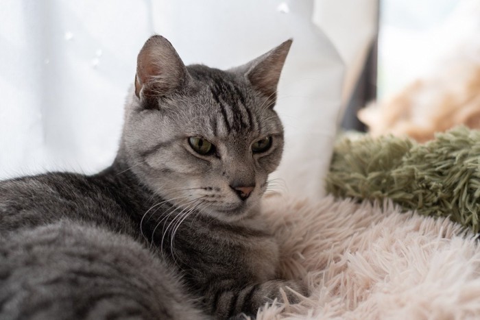 くつろぐサバトラ猫