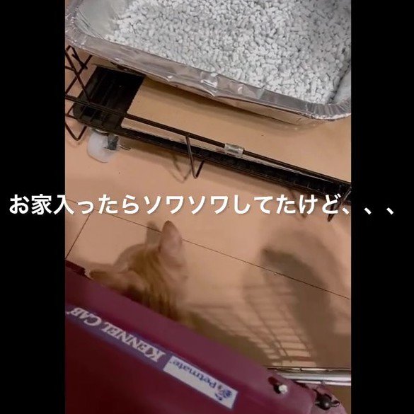 キャリーから出てくる子猫