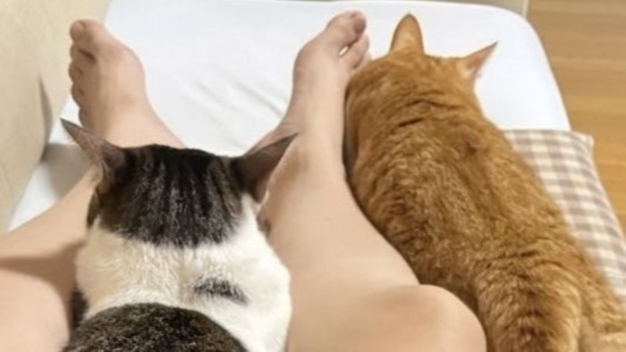 娘の足に体をすっかりくっつけている2匹の猫(キジ白上半身のみ)