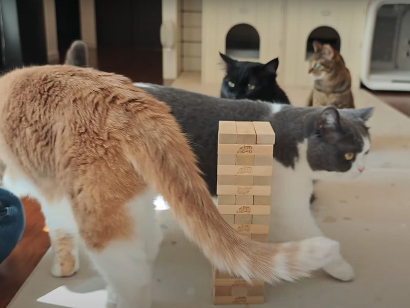 歩き回る猫たち