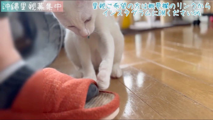 投稿者のスリッパを叩いて遊ぶ猫