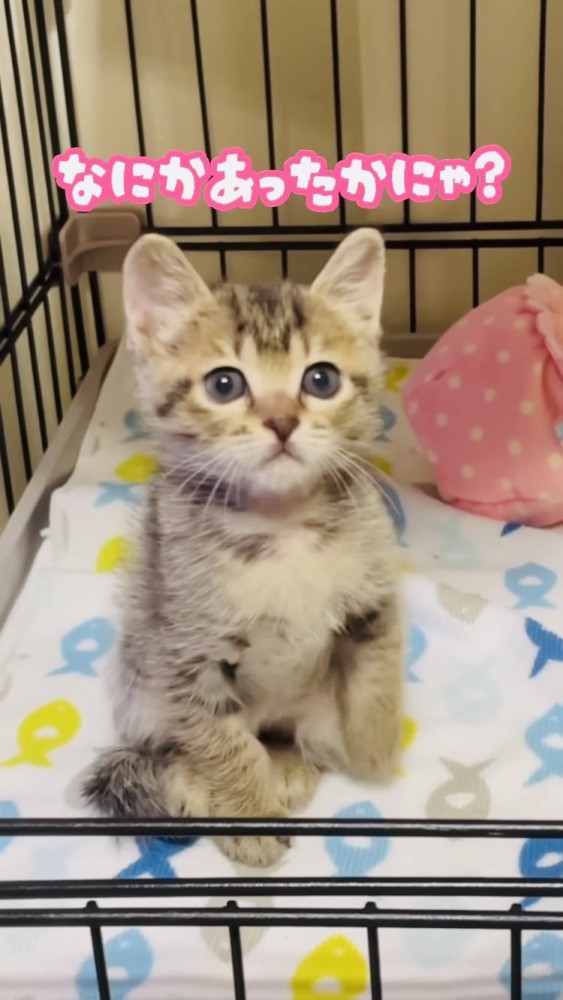ケージの中でキョトン顔を見せる子猫