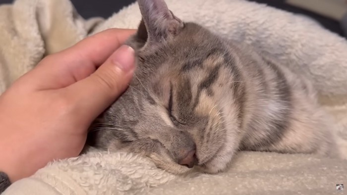 毛布にくるまり気持ちよさそうなジョー