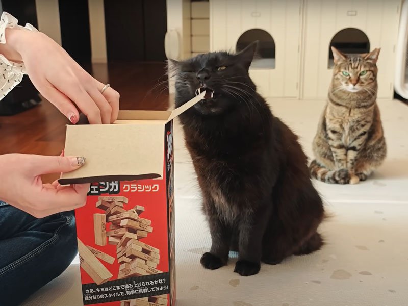 箱に噛みつく猫