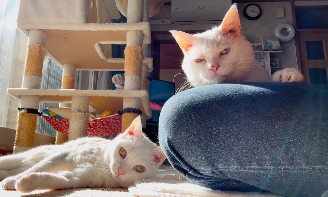 くつろぐ2匹の猫