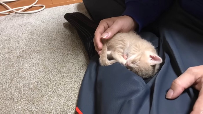 人のひざの上で寝る子猫