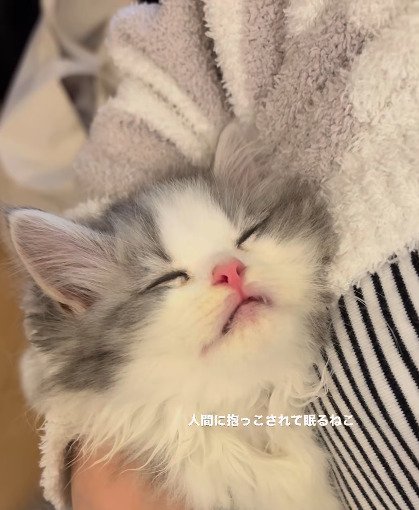 目を閉じて気持ちよさそうに眠るてん君