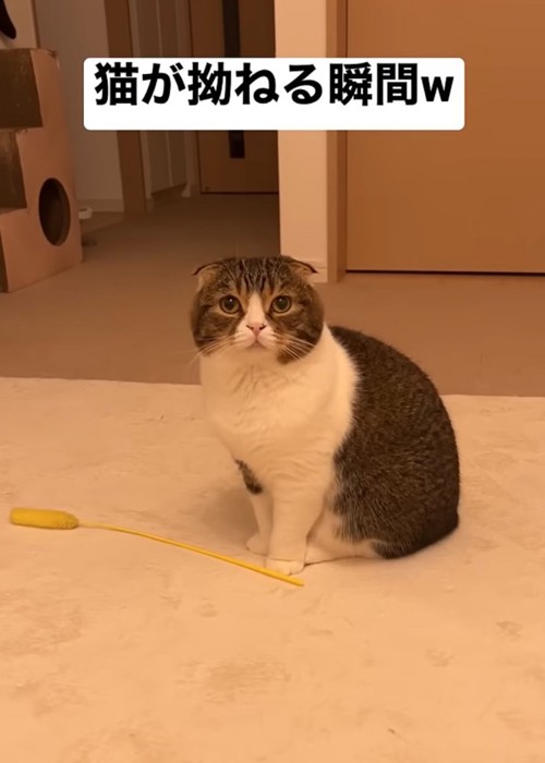 見つめる猫
