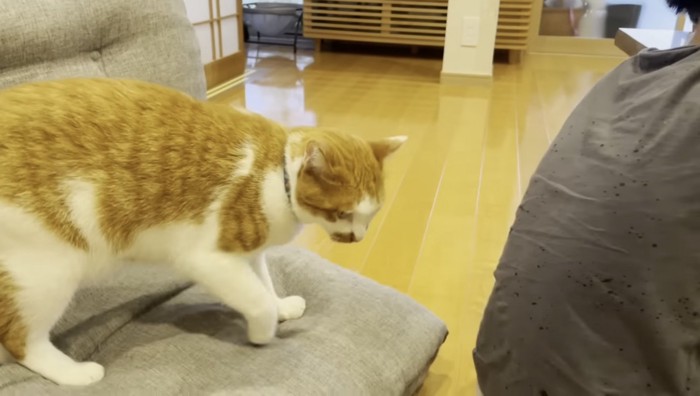 飼い主の息子の後ろにいる茶トラ猫