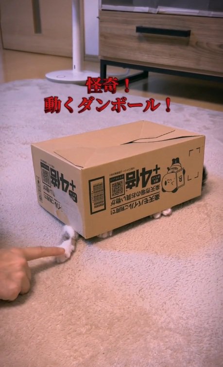 段ボール箱の下から手を出して遊ぶ猫