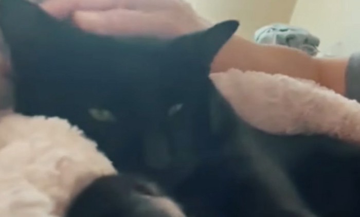 抱っこされる黒猫