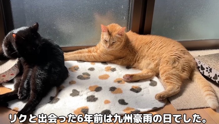 絨毯の上にねそべっている猫