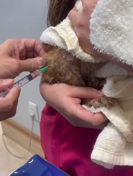 注射をされている茶トラの子猫